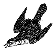 Sedge warbler by Kate Westbrook